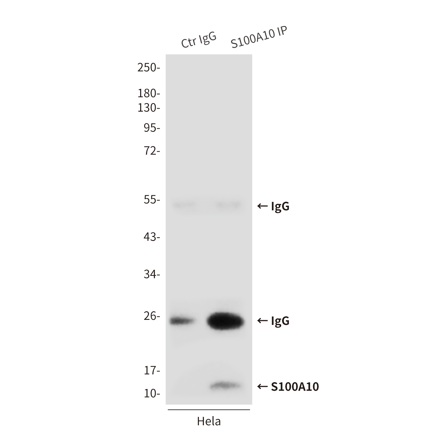 Mouse Monoclonal Antibody to S100A10