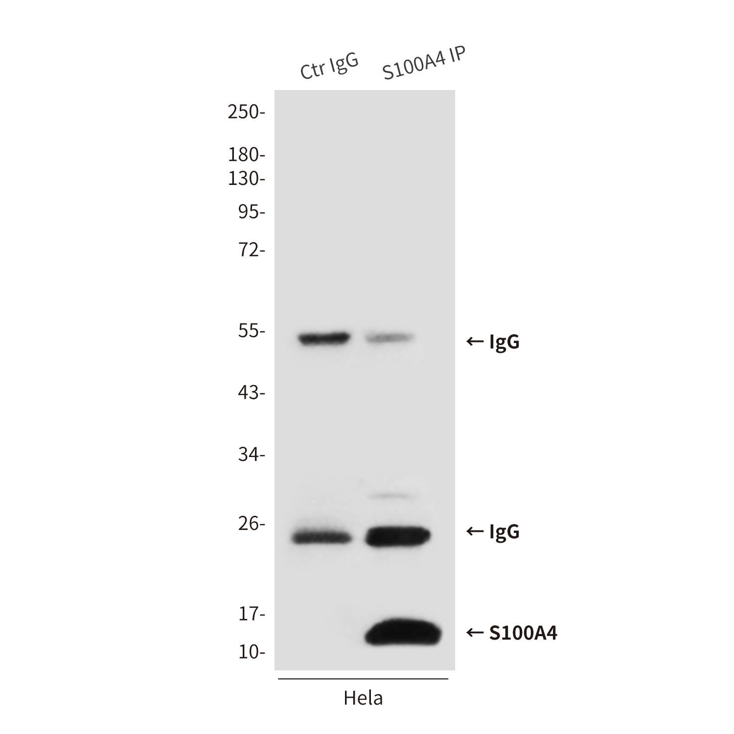 Mouse Monoclonal Antibody to S100A4