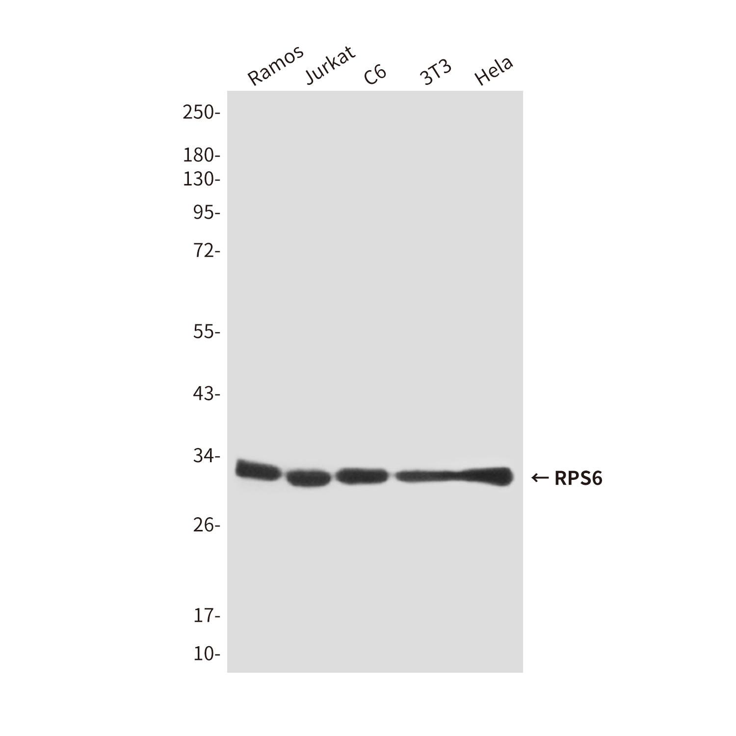 RPS6