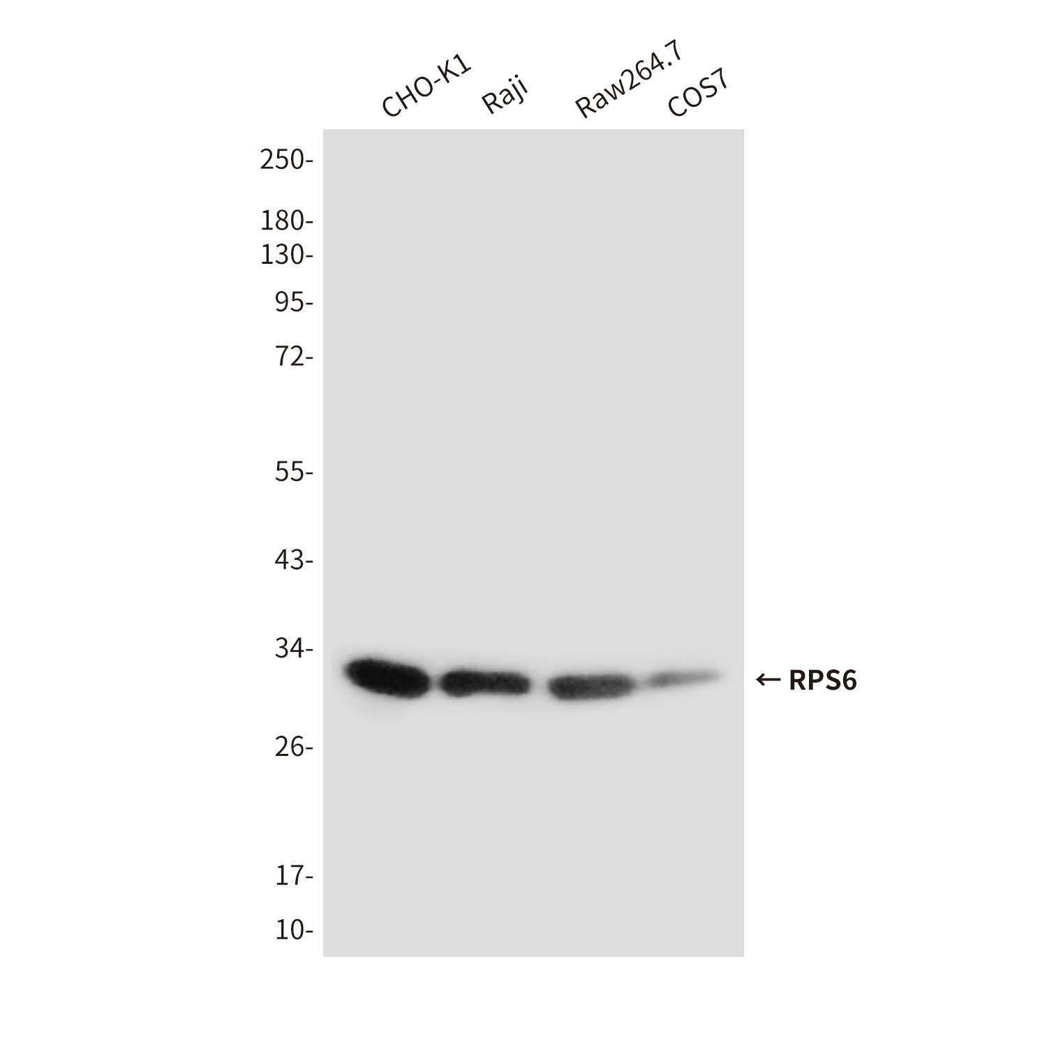 Mouse Monoclonal Antibody to RPS6