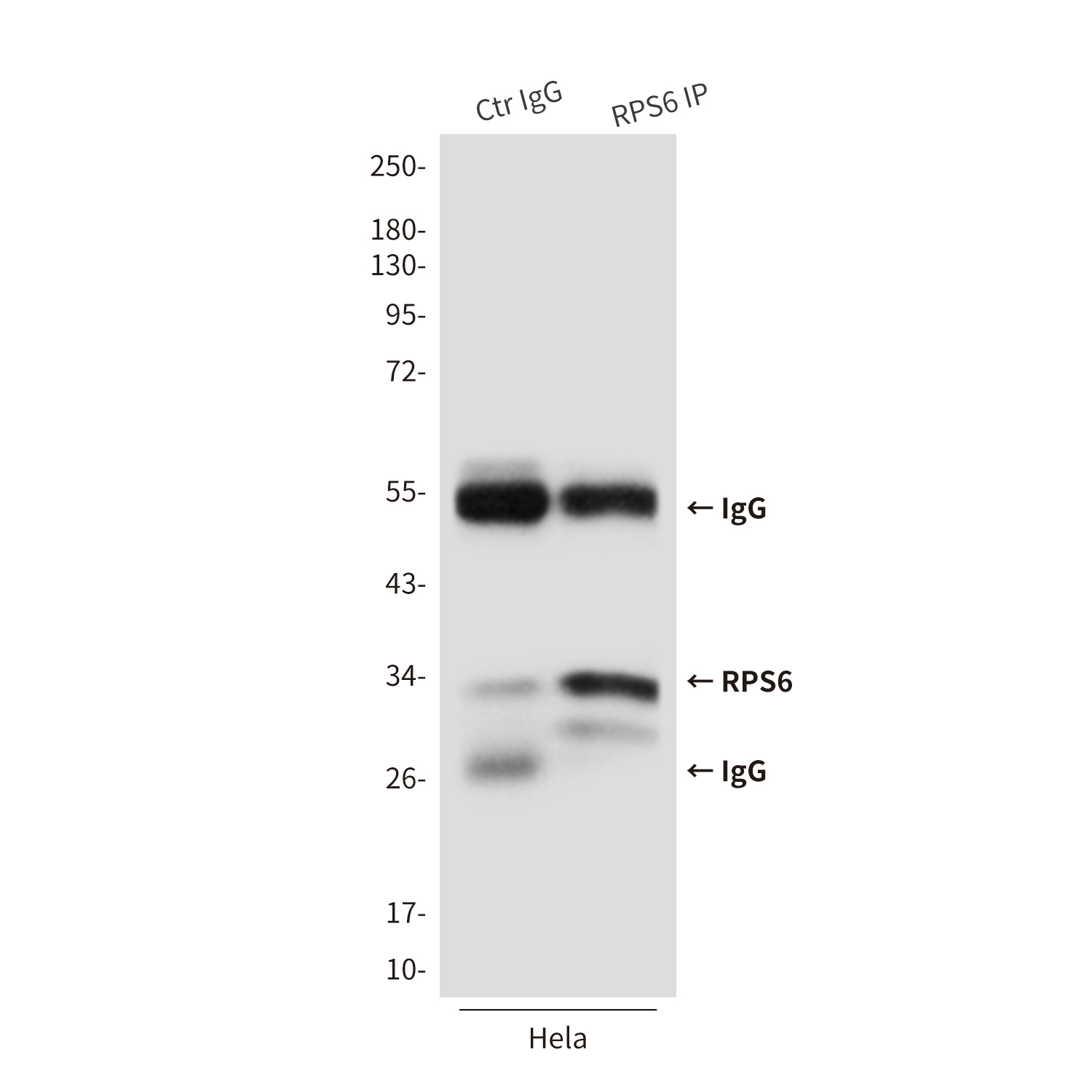 Mouse Monoclonal Antibody to RPS6