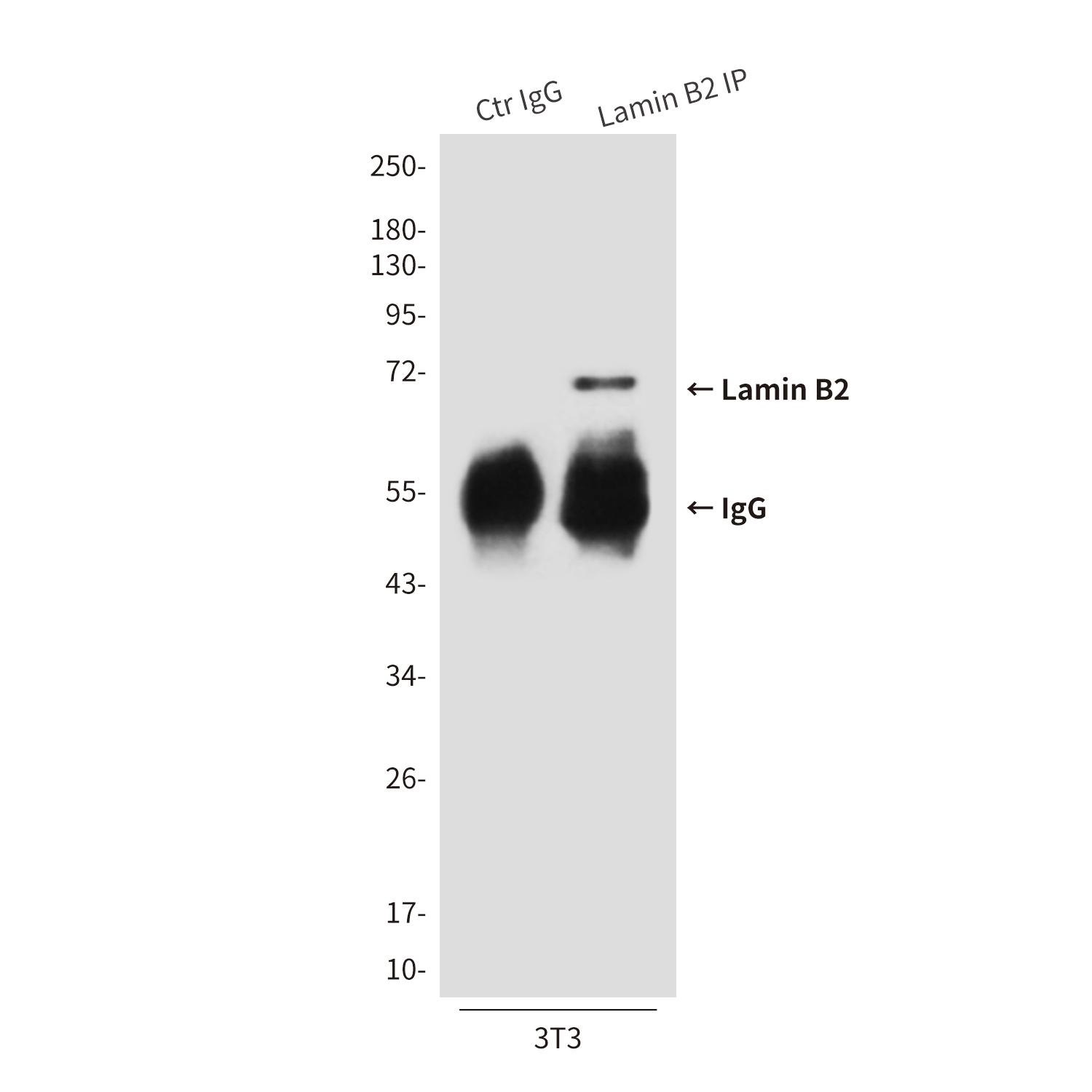 Mouse Monoclonal Antibody to Lamin B2
