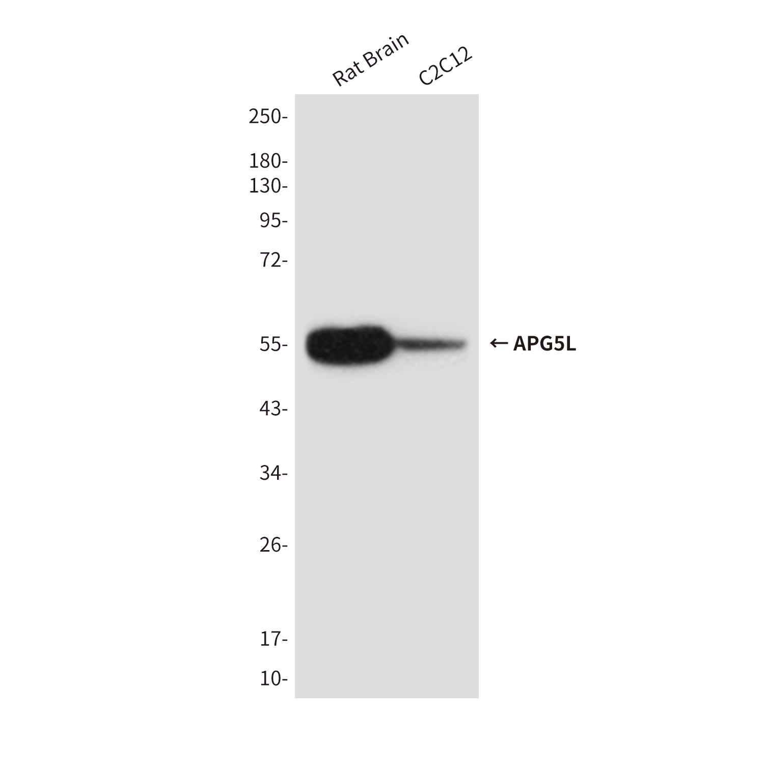 Mouse Monoclonal Antibody to APG5L