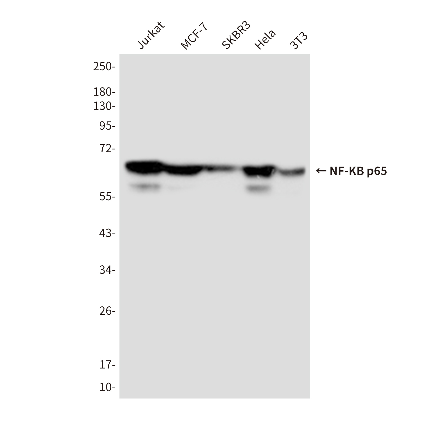NF-KB p65