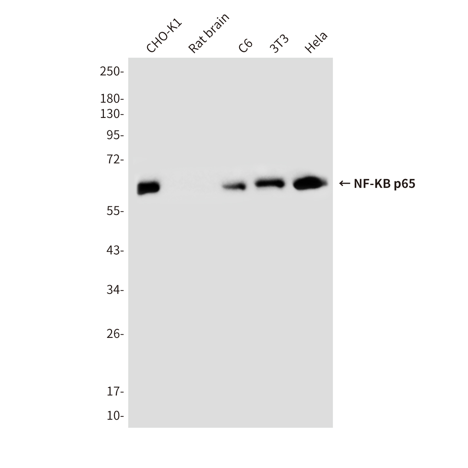 Mouse Monoclonal Antibody to NF-KB p65