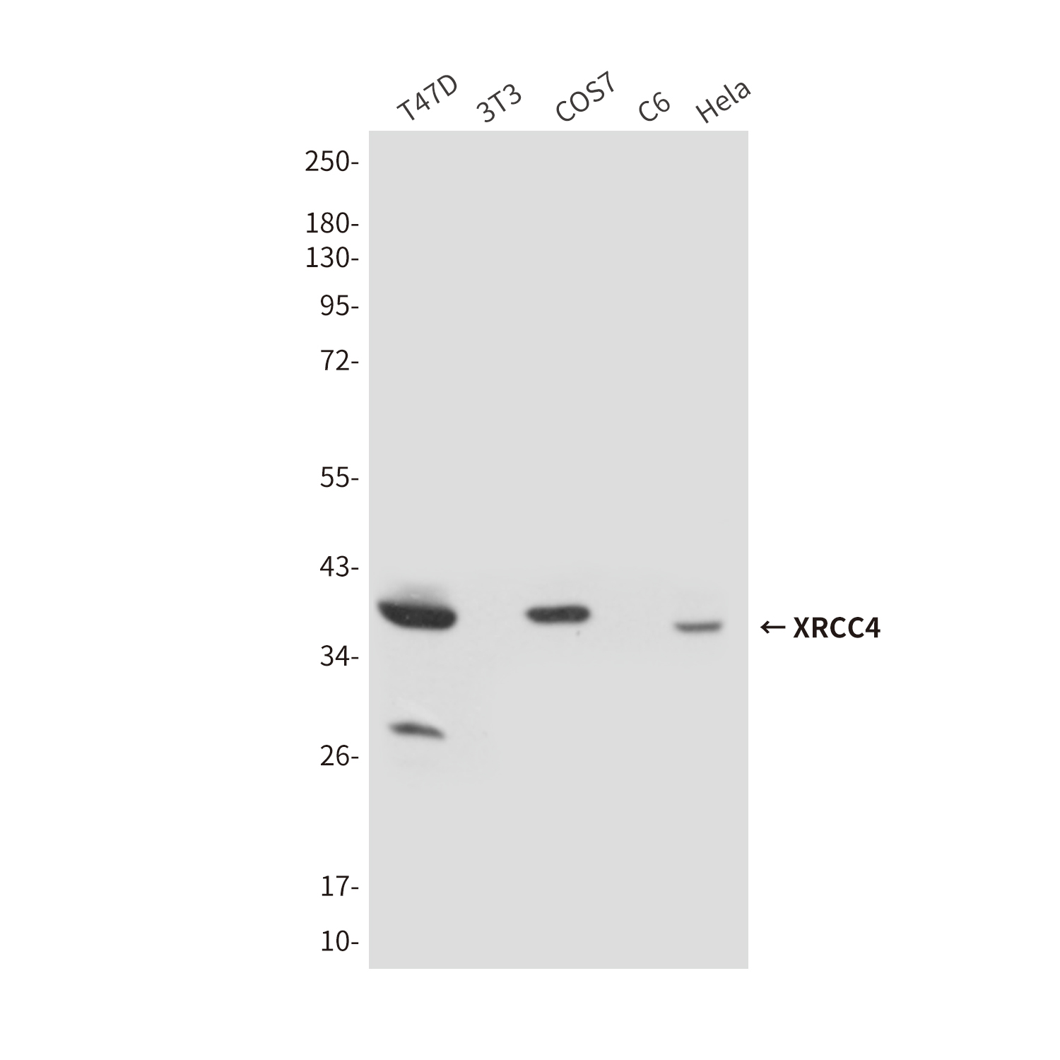 XRCC4