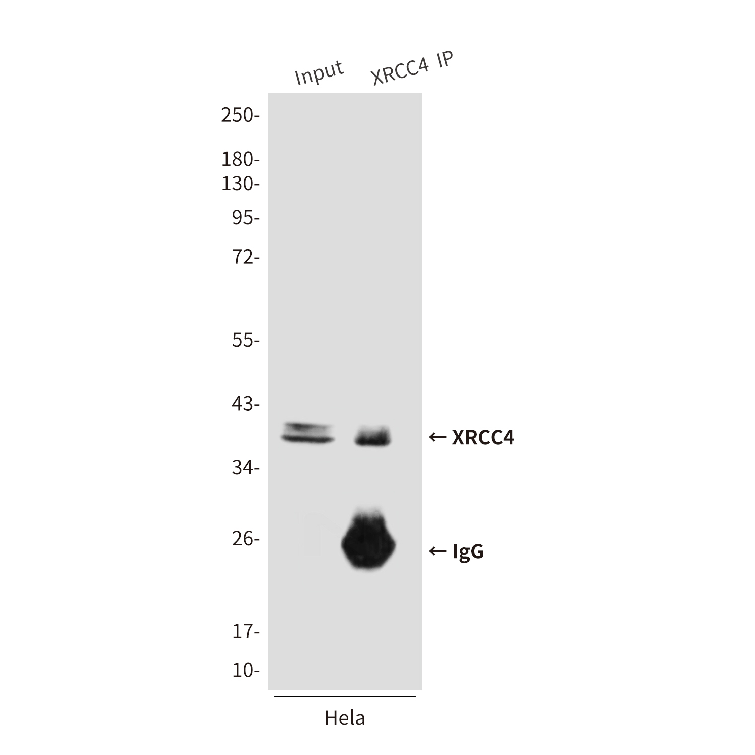 Mouse Monoclonal Antibody to XRCC4