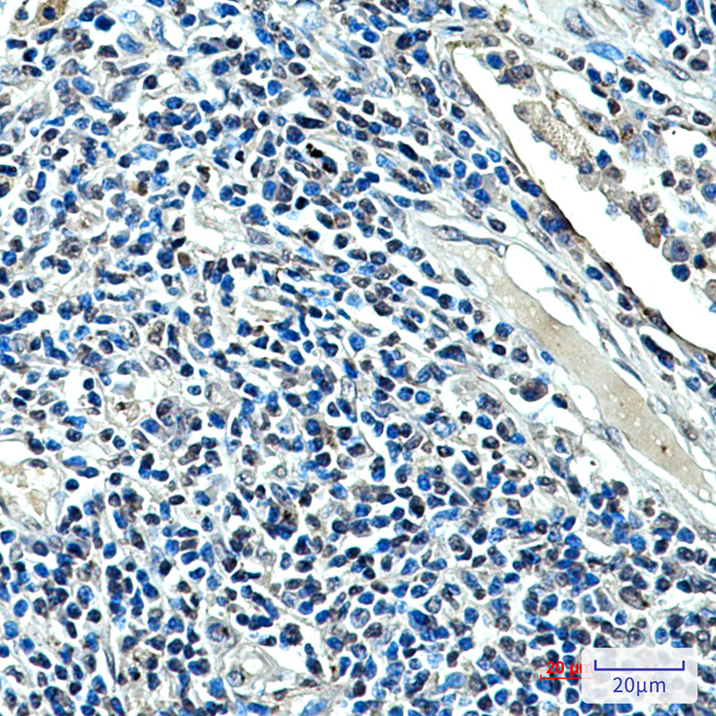 Mouse Monoclonal Antibody to XRCC4