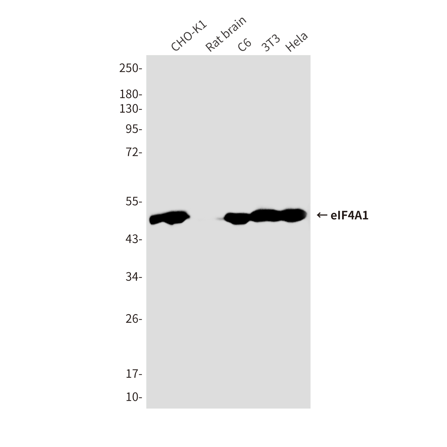 Mouse Monoclonal Antibody to eIF4A1