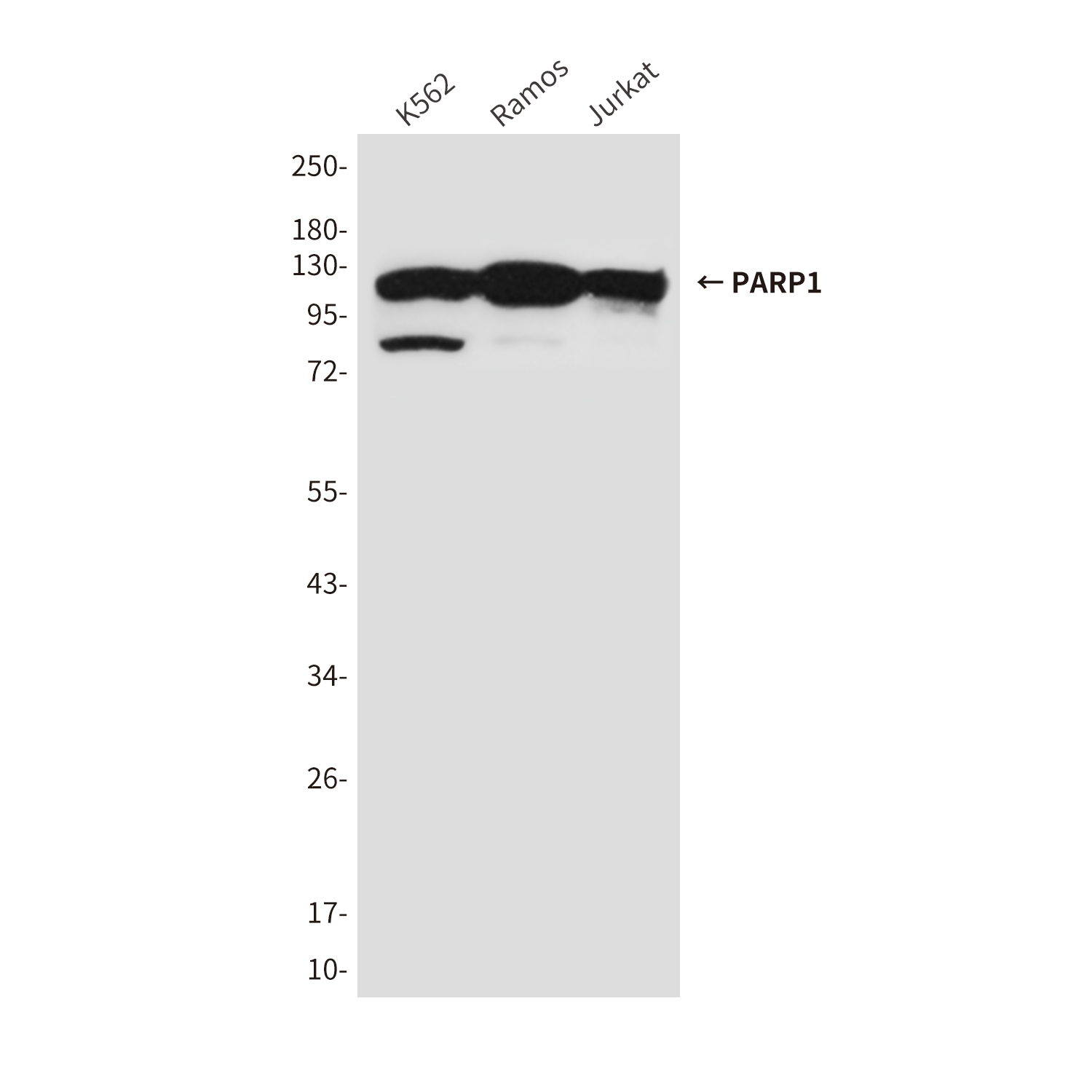 Mouse Monoclonal Antibody to PARP1