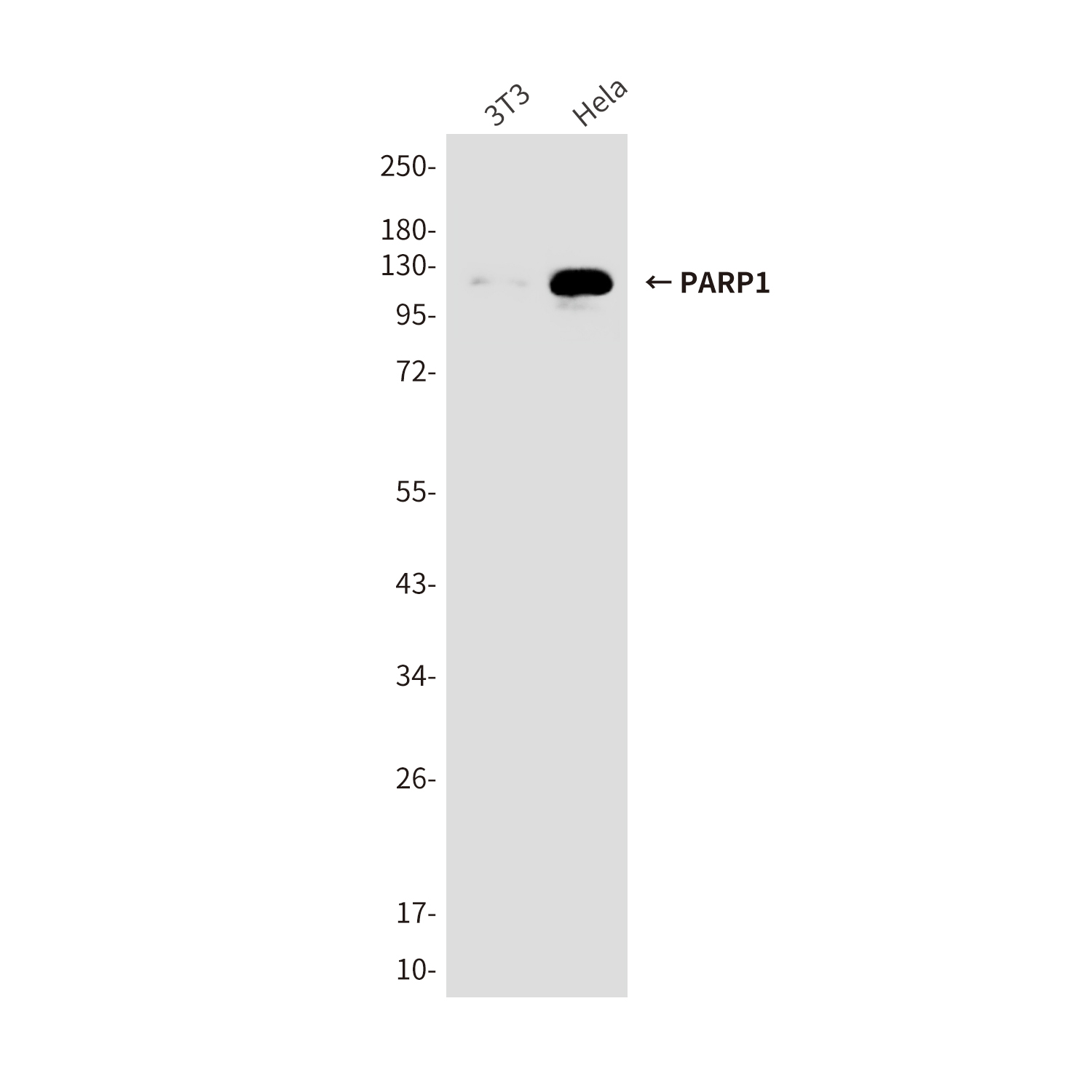 Mouse Monoclonal Antibody to PARP1
