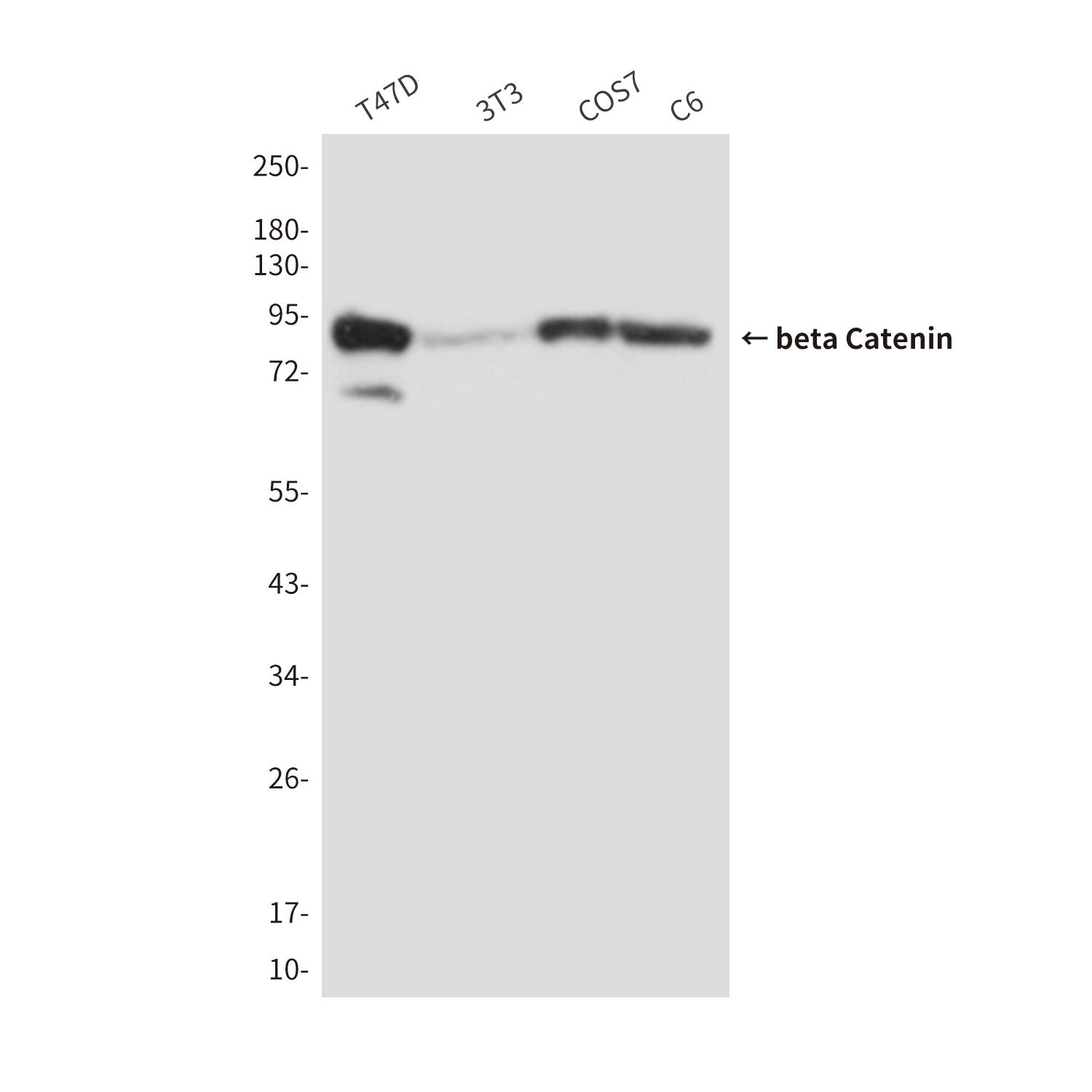Mouse Monoclonal Antibody to beta Catenin