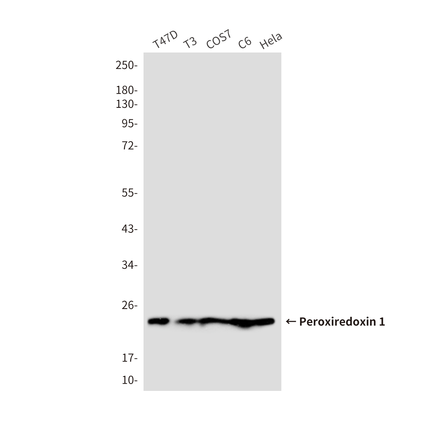 Peroxiredoxin 1