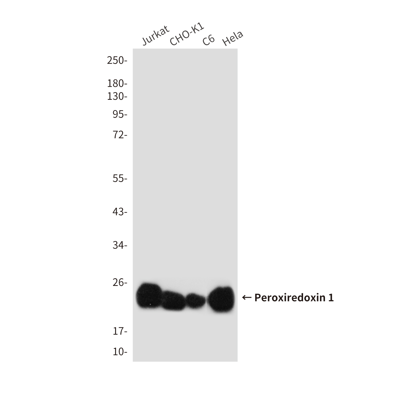 Mouse Monoclonal Antibody to Peroxiredoxin 1