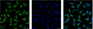 Mouse Monoclonal Antibody to Peroxiredoxin 1