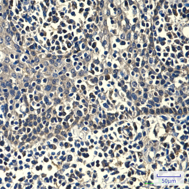 Mouse Monoclonal Antibody to Peroxiredoxin 1