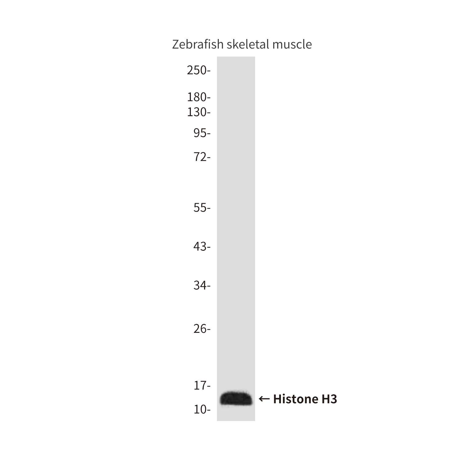Histone H3 (Zebrafish Specific))