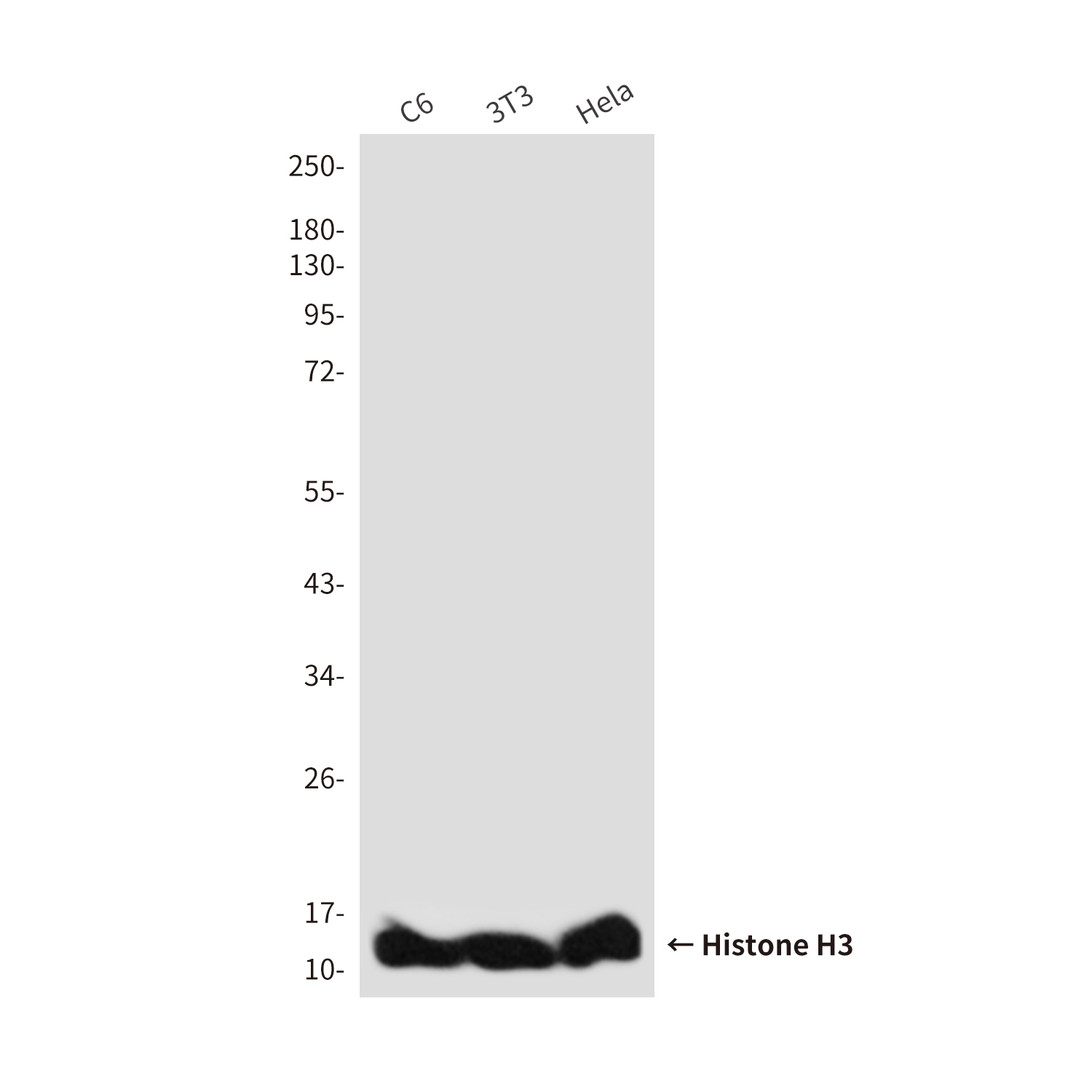 Mouse Monoclonal Antibody to Histone H3 (Zebrafish Specific))