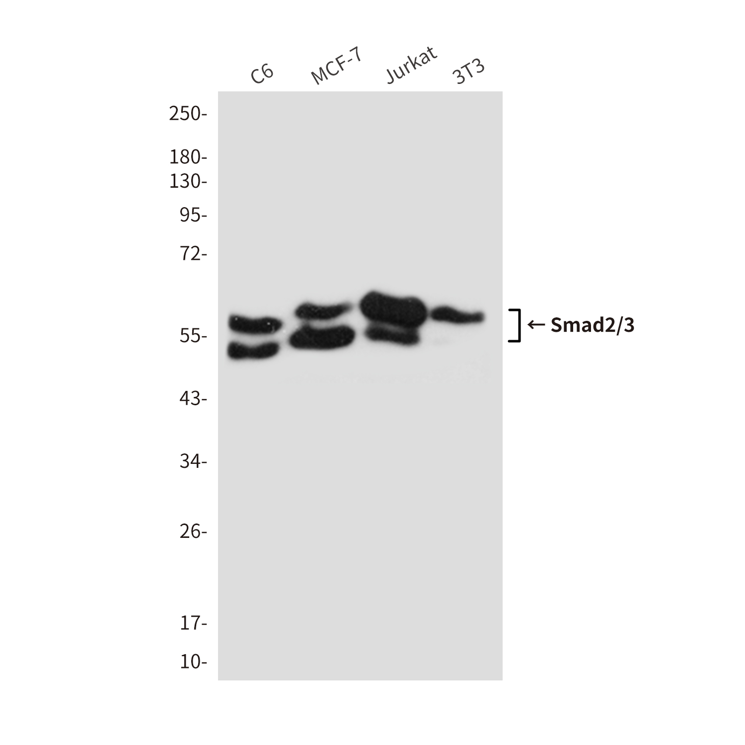 Smad2/3