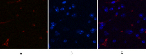 Mouse Monoclonal Antibody to DDIT3