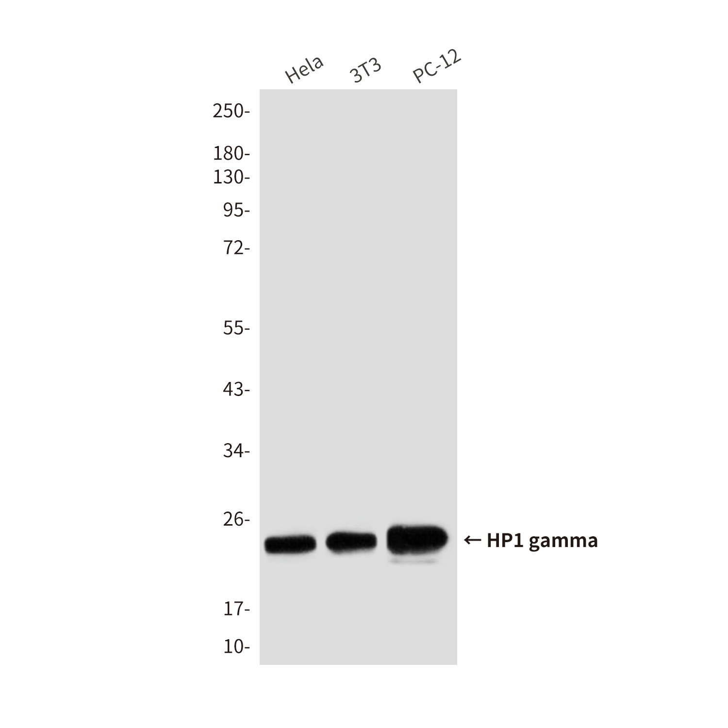 HP1 gamma