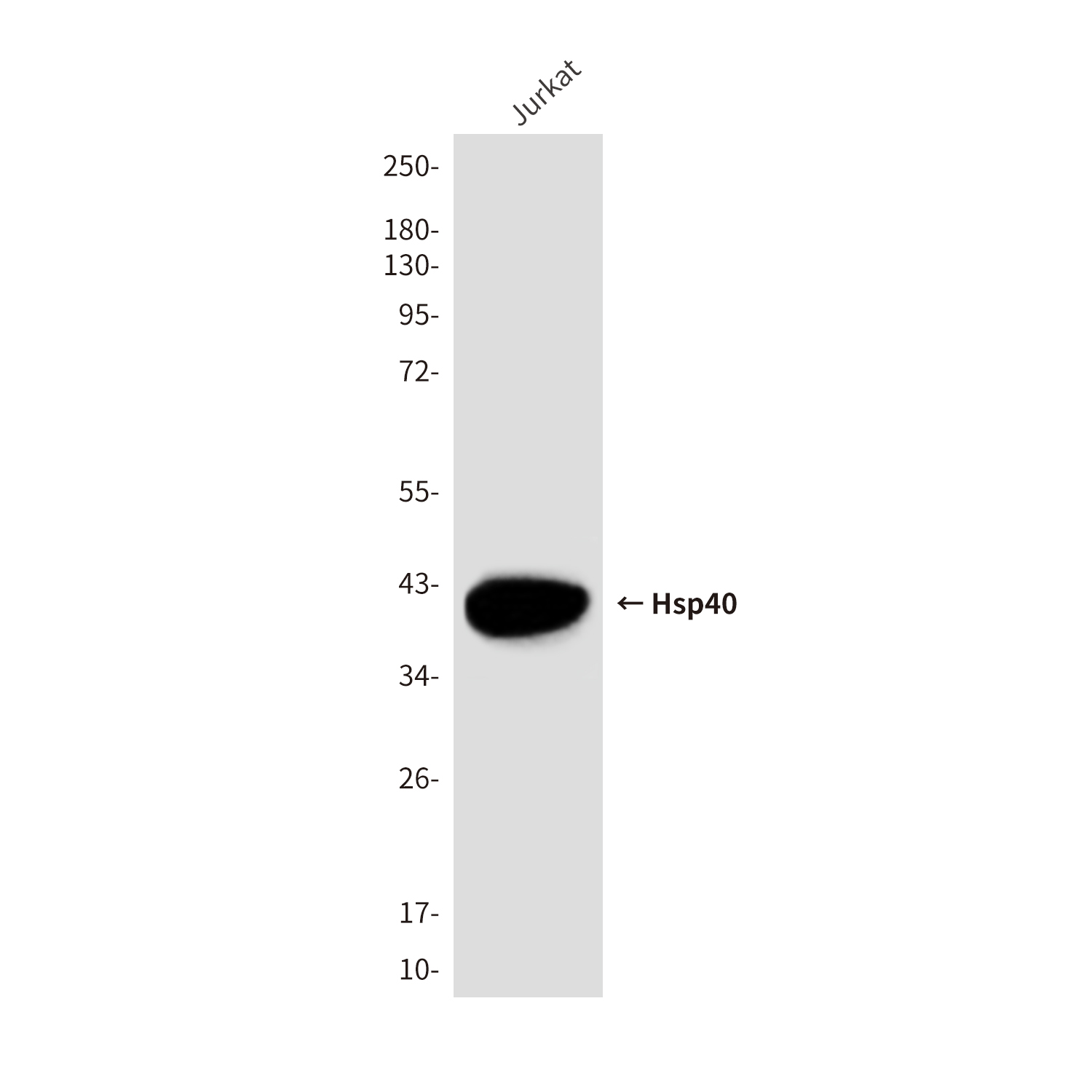 Hsp40