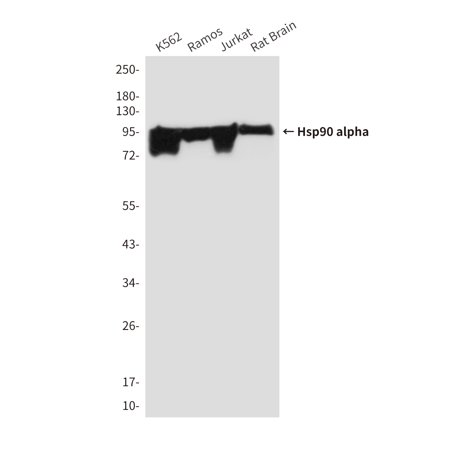 Hsp90 alpha