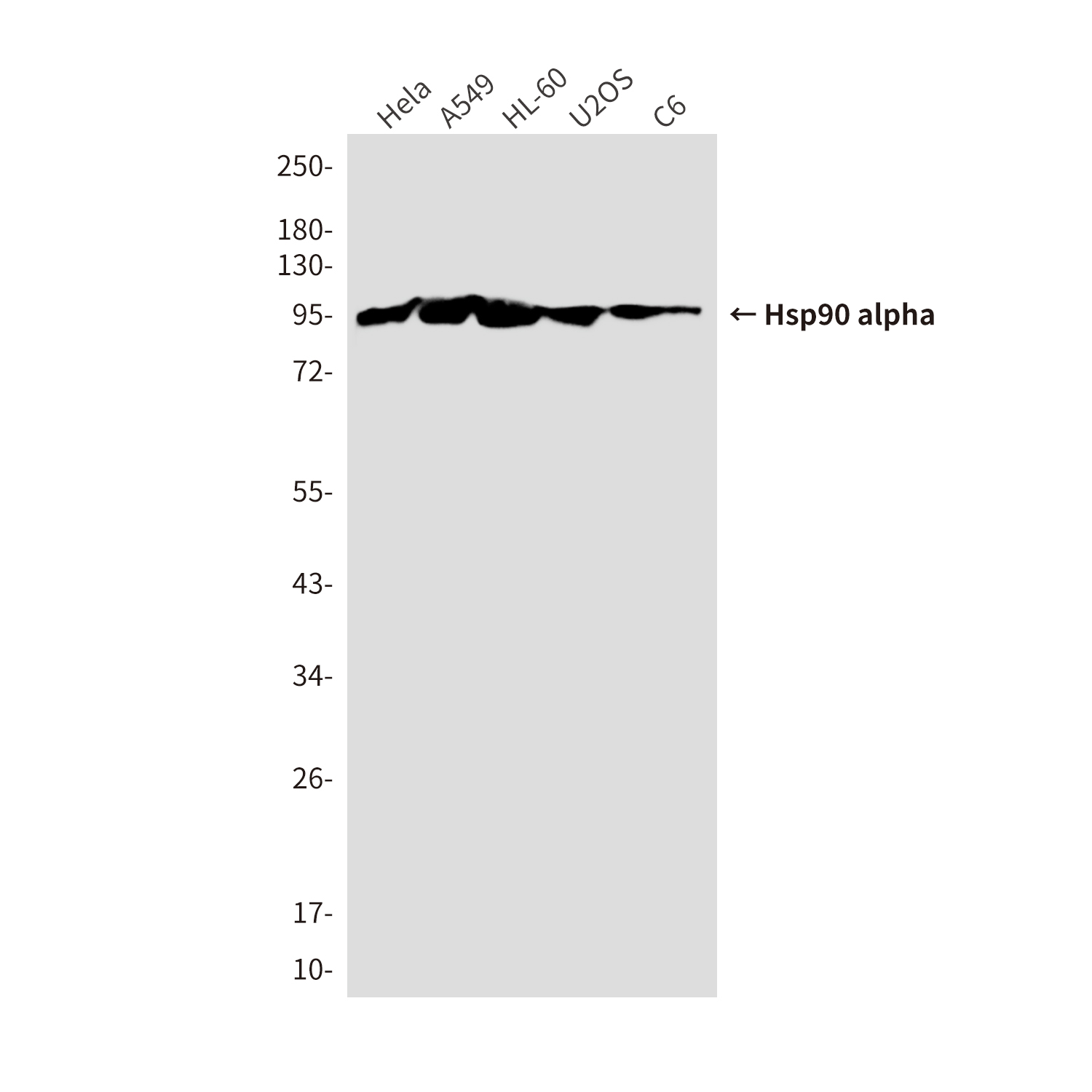 Mouse Monoclonal Antibody to Hsp90 alpha