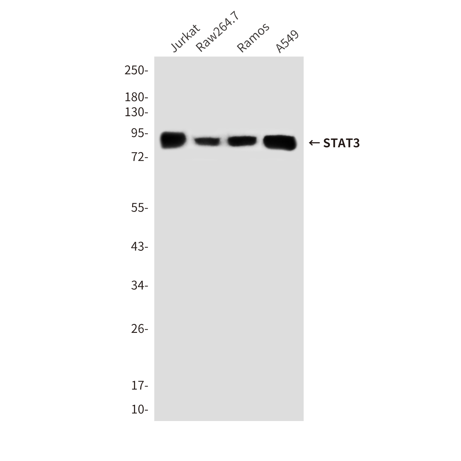 Mouse Monoclonal Antibody to STAT3_STAT3-远泰生物抗体定制