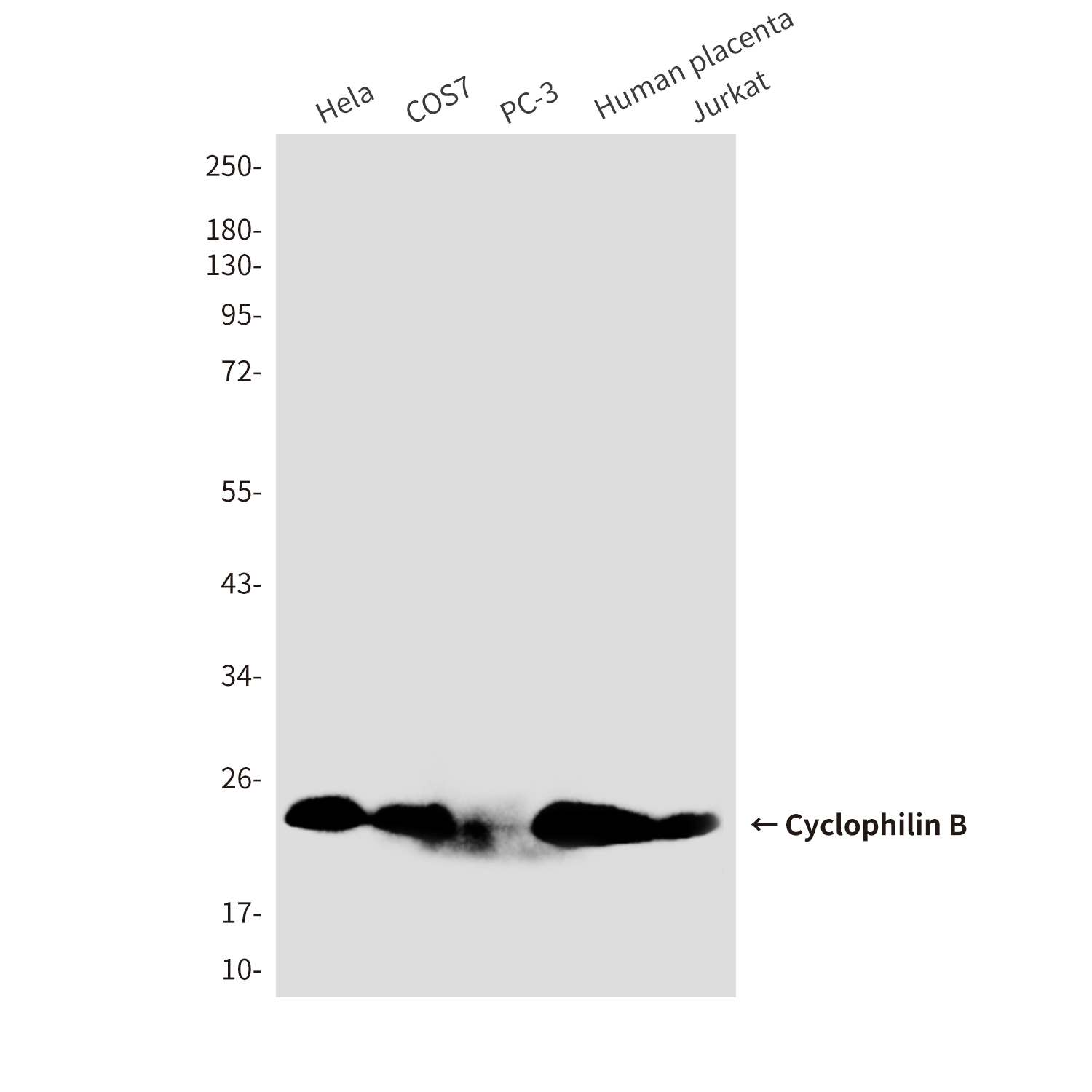 Mouse Monoclonal Antibody to Cyclophilin B