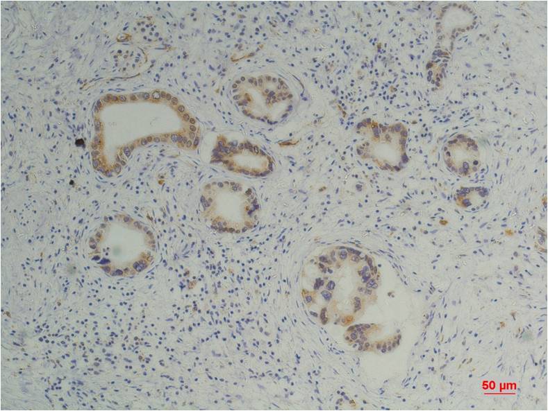 Mouse Monoclonal Antibody to Cyclophilin B