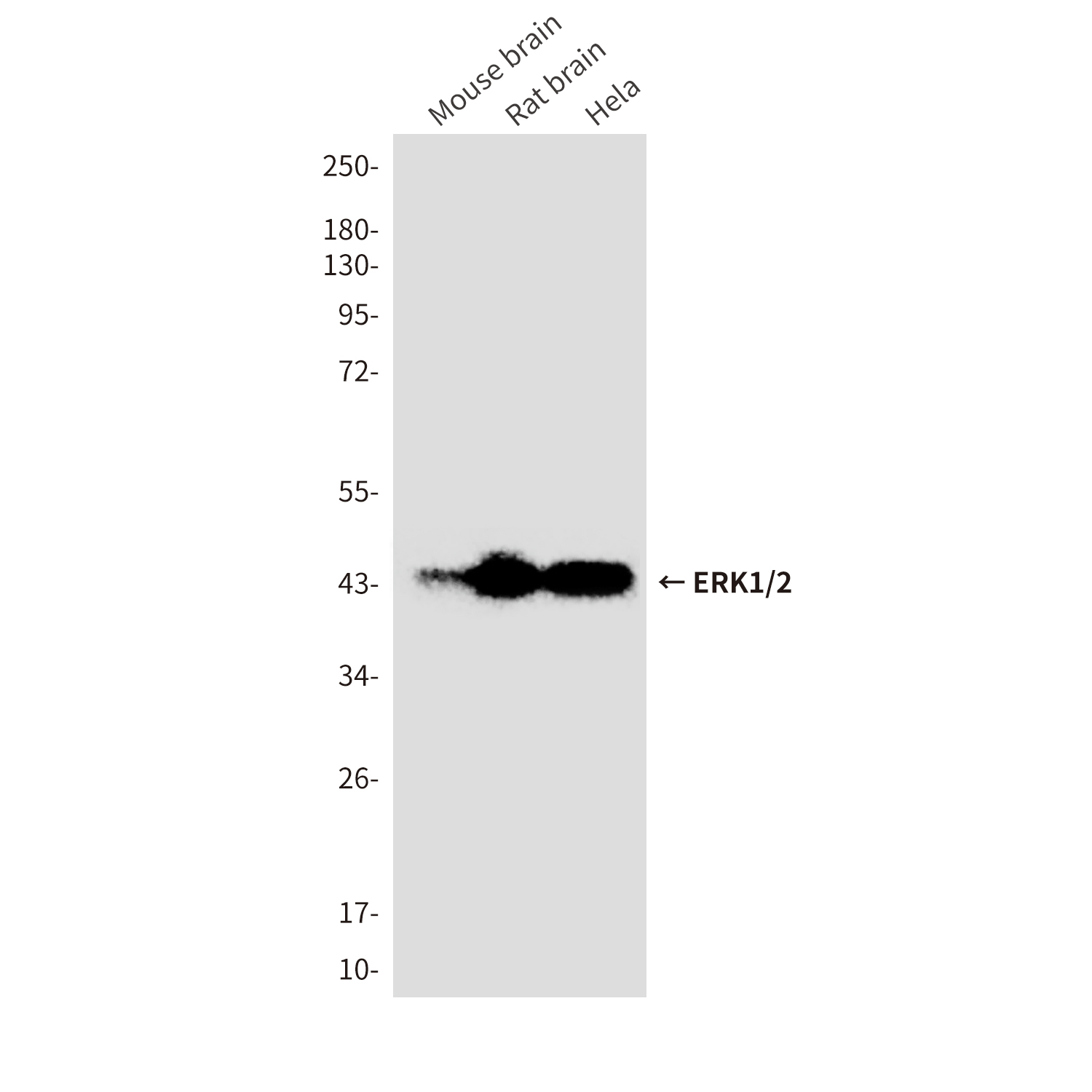 Mouse Monoclonal Antibody to ERK1/2