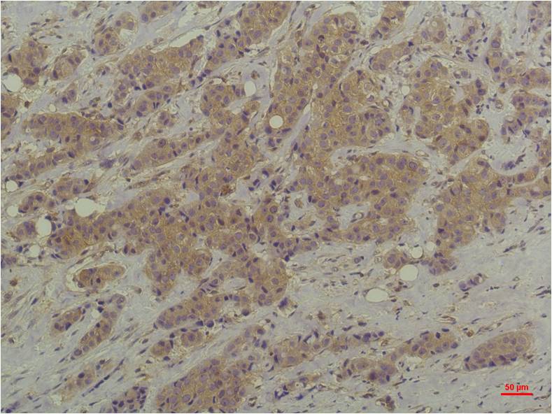 Mouse Monoclonal Antibody to ERK1/2