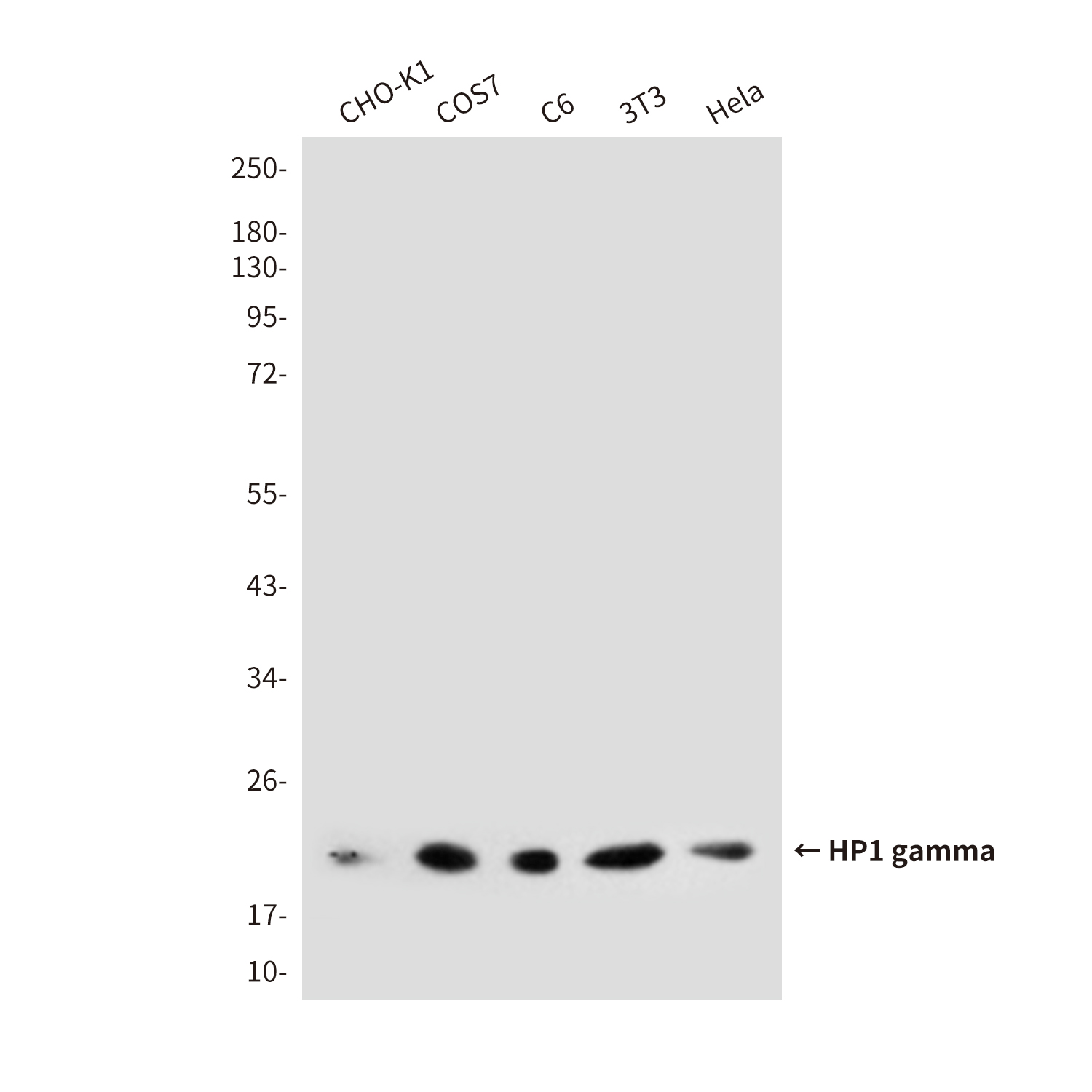 HP1 gamma