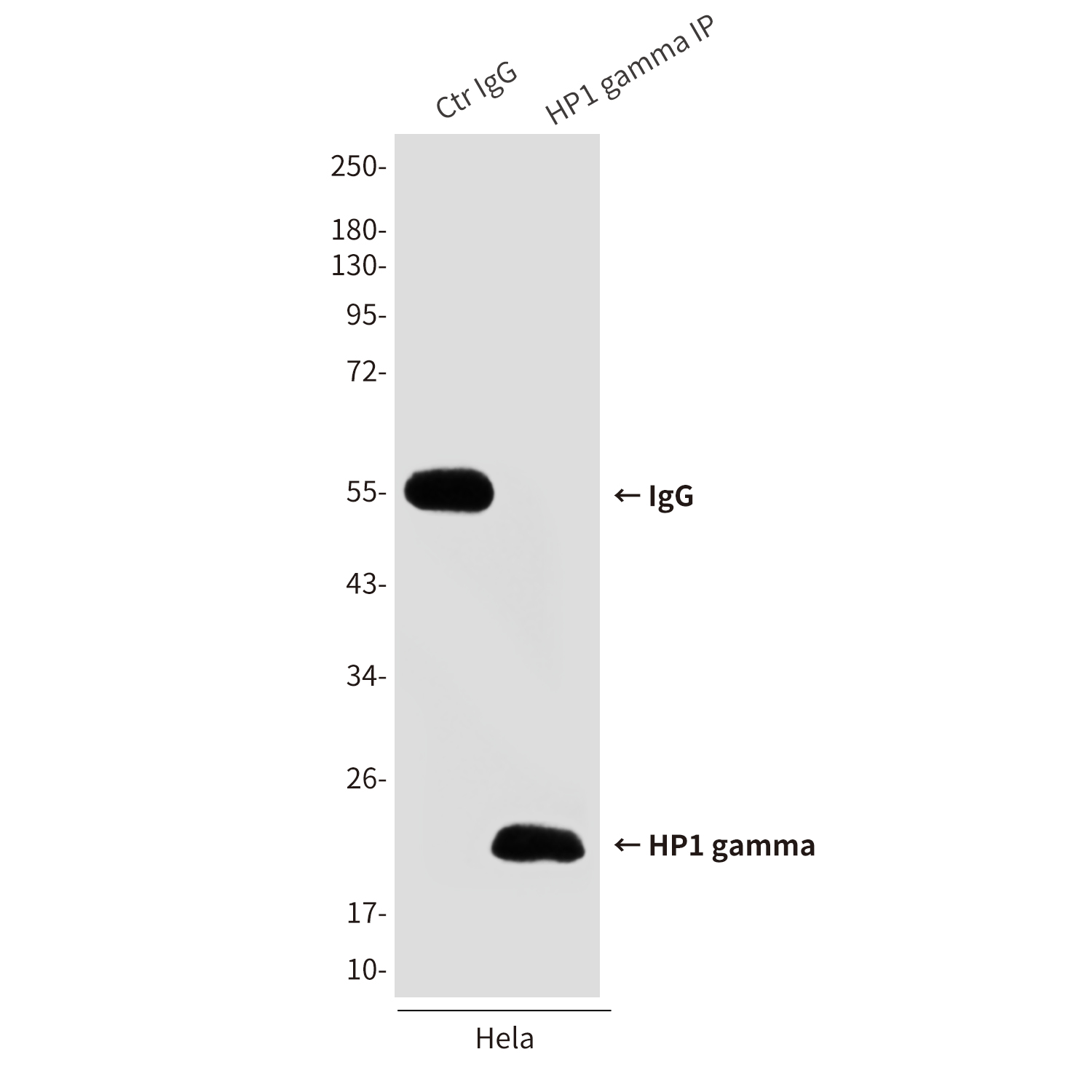 Mouse Monoclonal Antibody to HP1 gamma