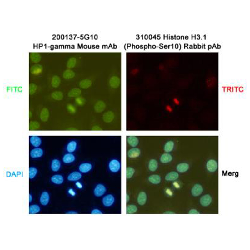 Mouse Monoclonal Antibody to HP1 gamma