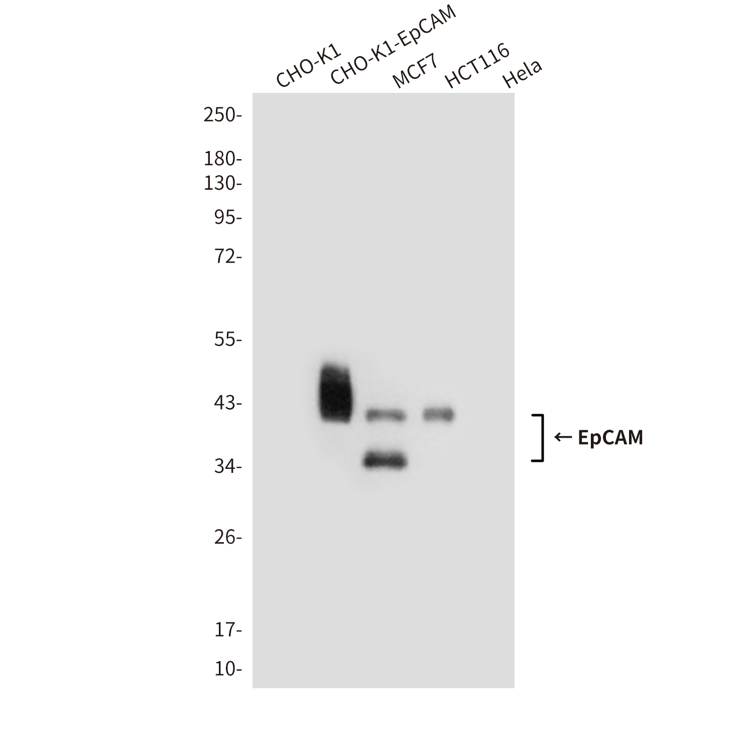 EpCAM