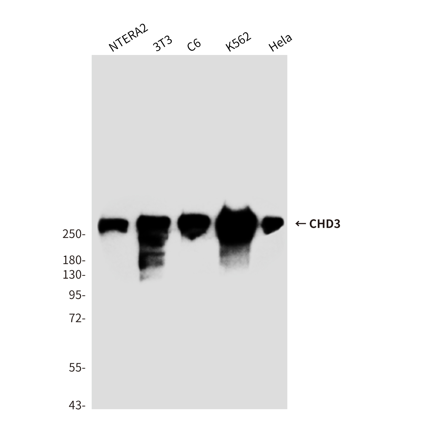 CHD3
