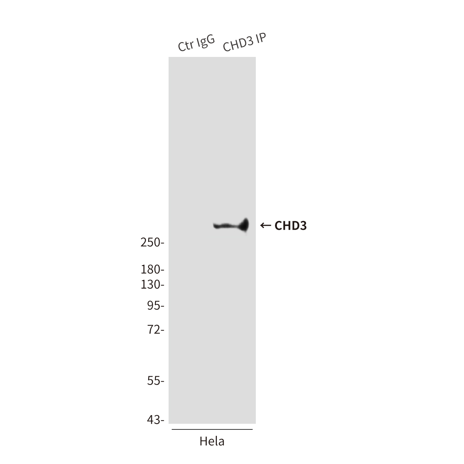 Mouse Monoclonal Antibody to CHD3