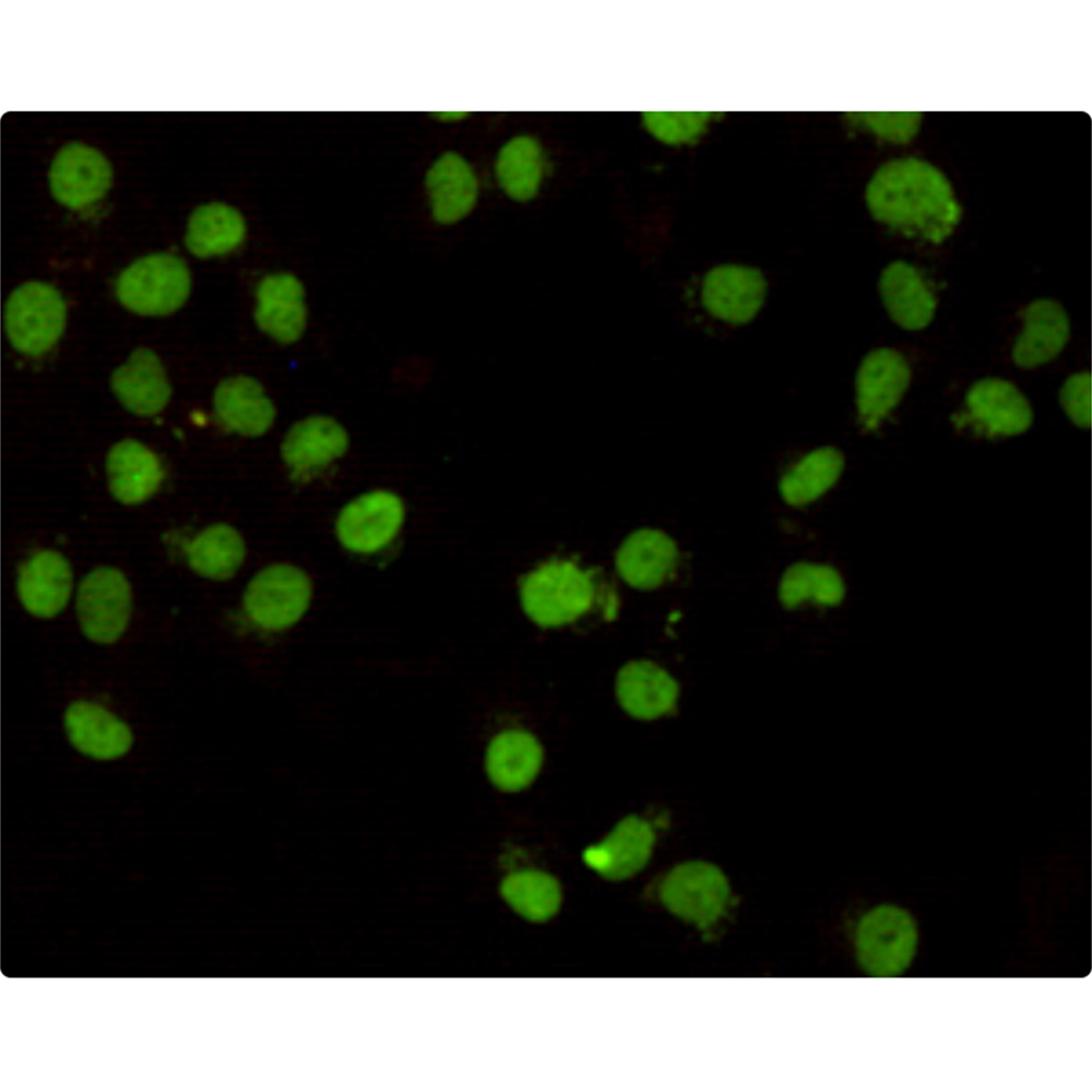 Mouse Monoclonal Antibody to CHD3
