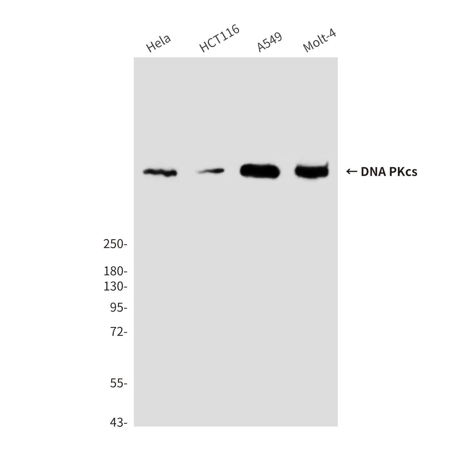 Mouse Monoclonal Antibody to DNA PKcs