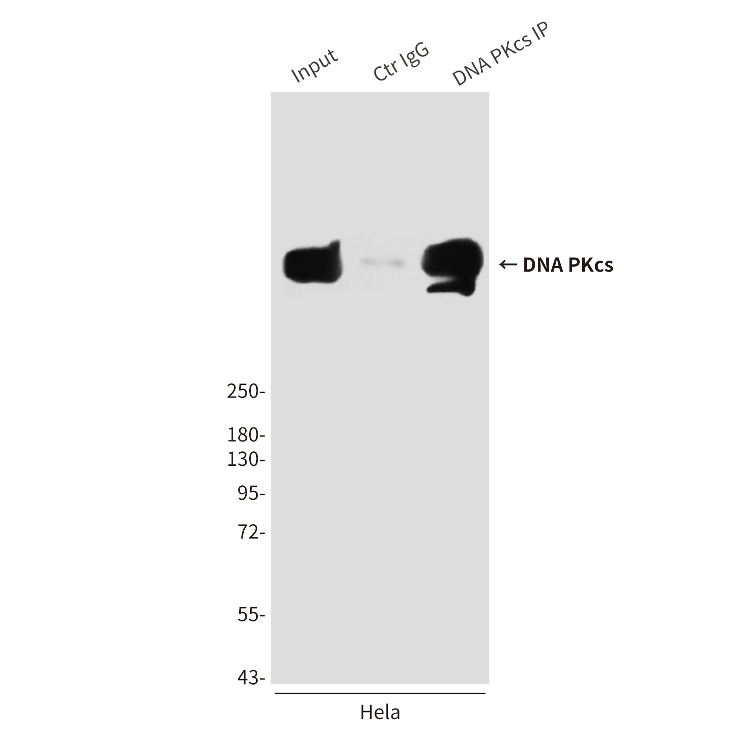 Mouse Monoclonal Antibody to DNA PKcs