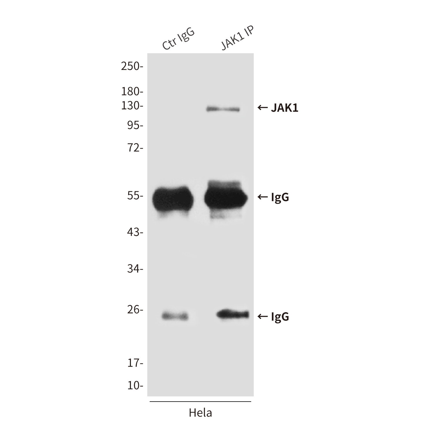 Mouse Monoclonal Antibody to JAK1