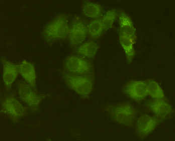 Mouse Monoclonal Antibody to JAK1