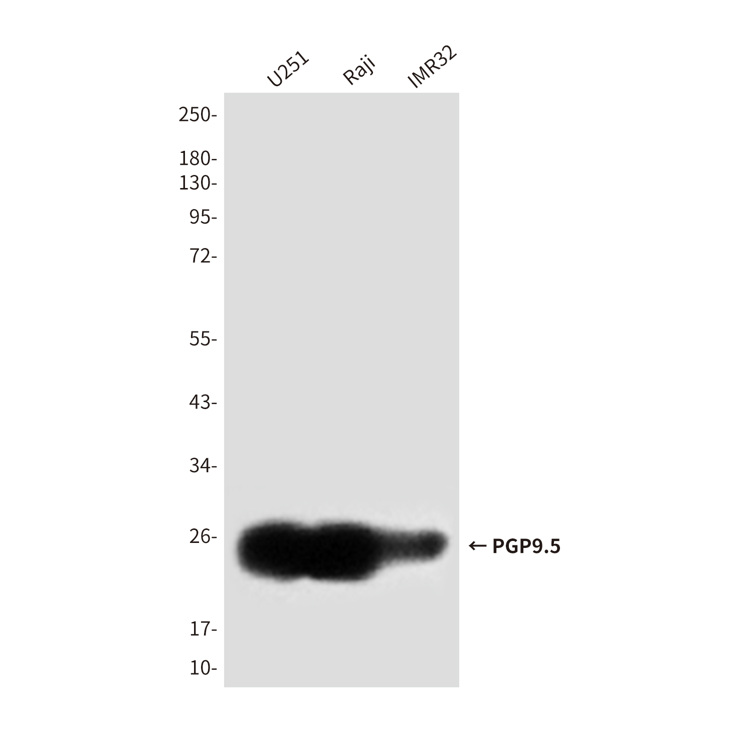 PGP9.5