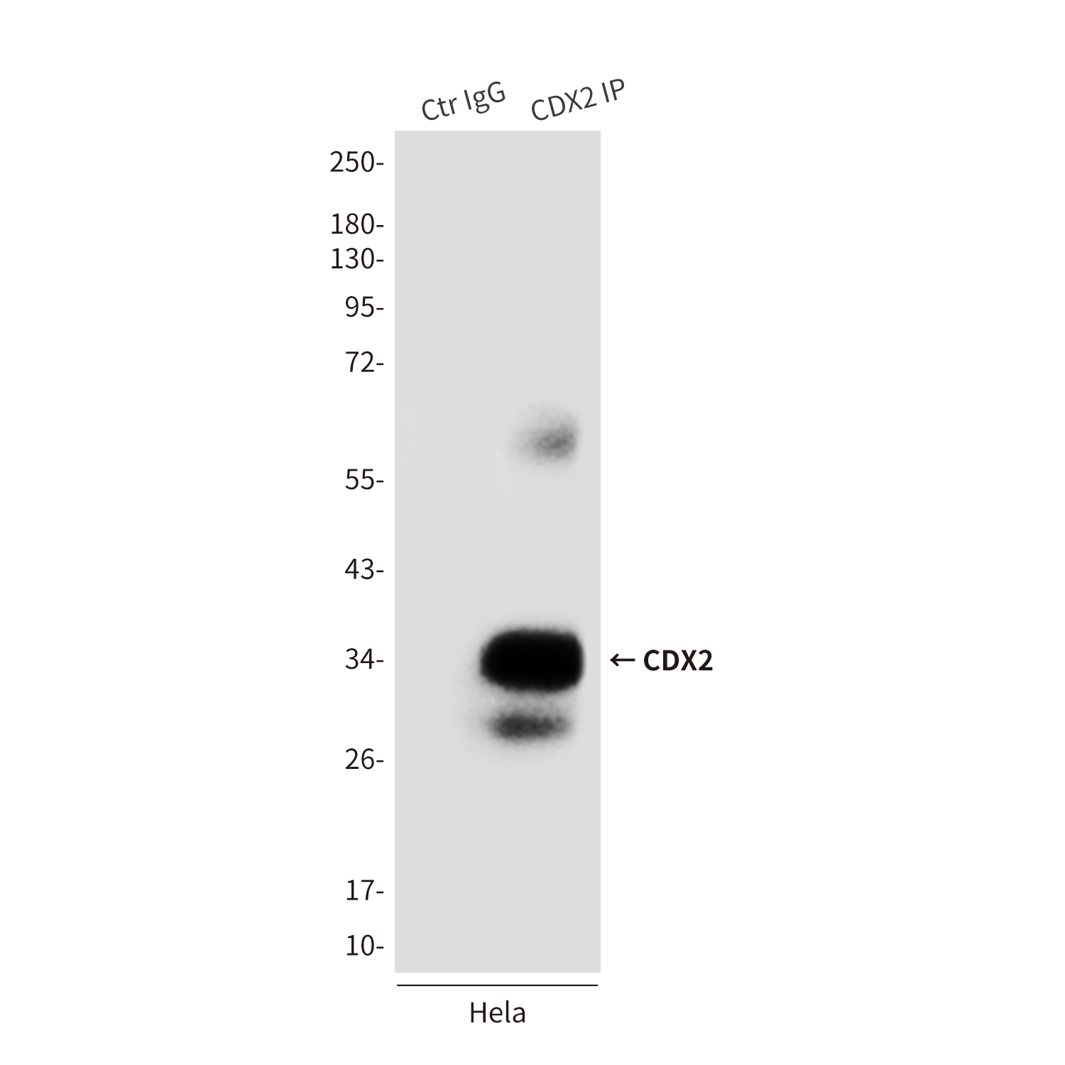 Mouse Monoclonal Antibody to CDX2