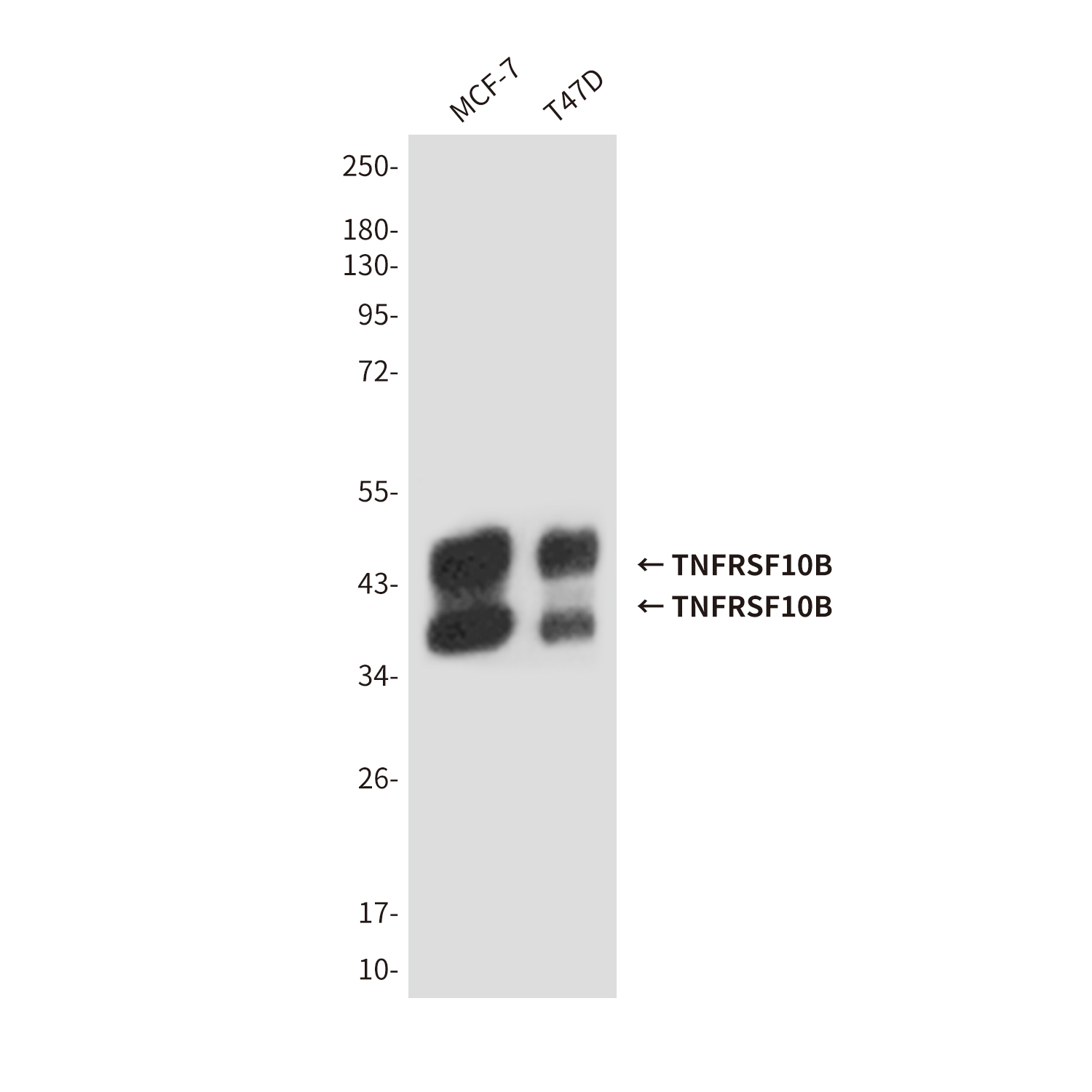 Mouse Monoclonal Antibody to TNFRSF10B