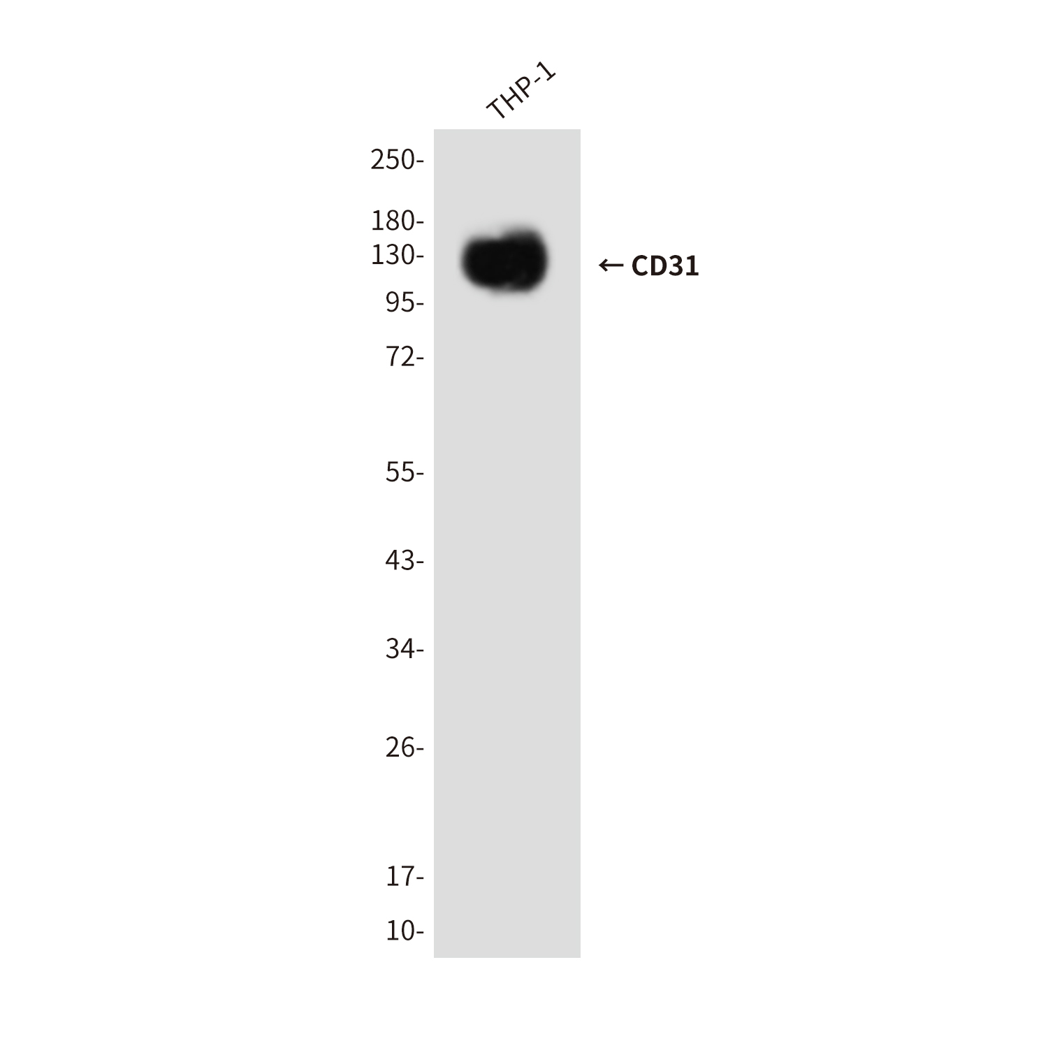 CD31
