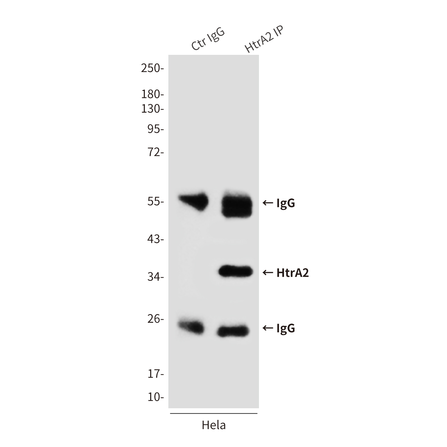 Mouse Monoclonal Antibody to HtrA2
