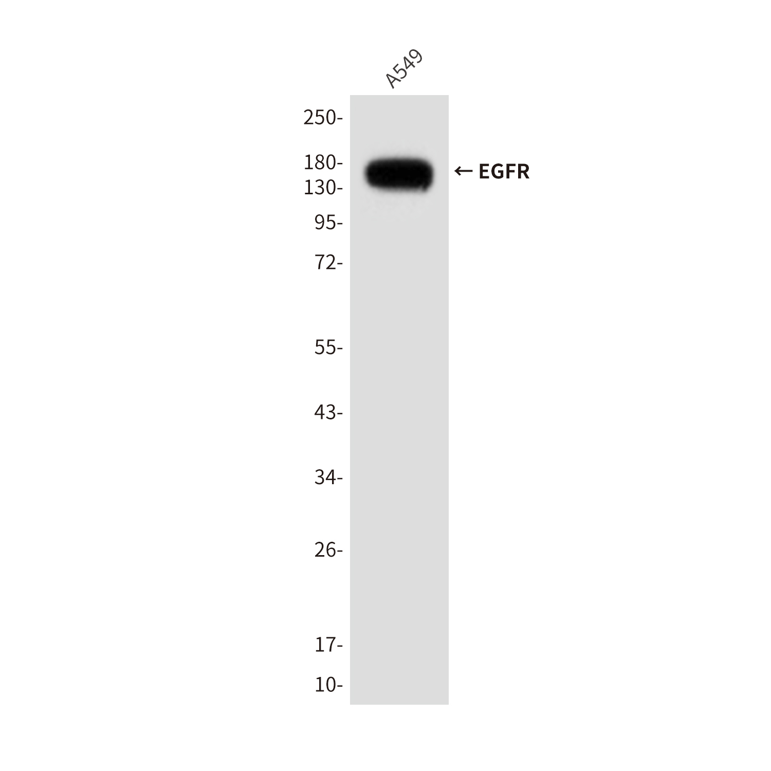 EGFR